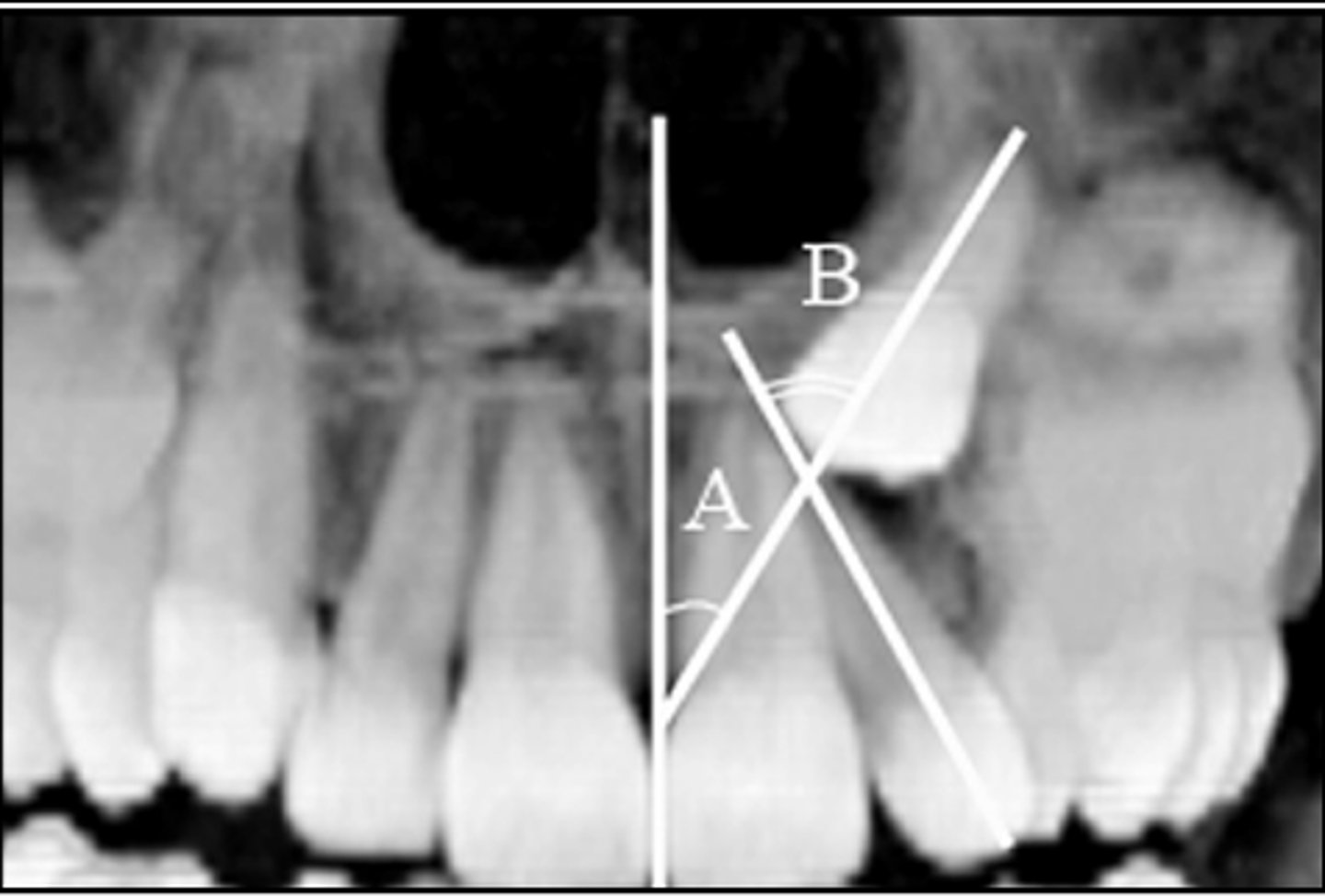<p>What do these images indicate about the canine?</p>