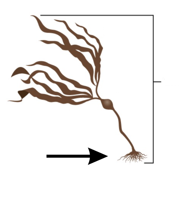 <p>What is this part of the seaweed?</p>