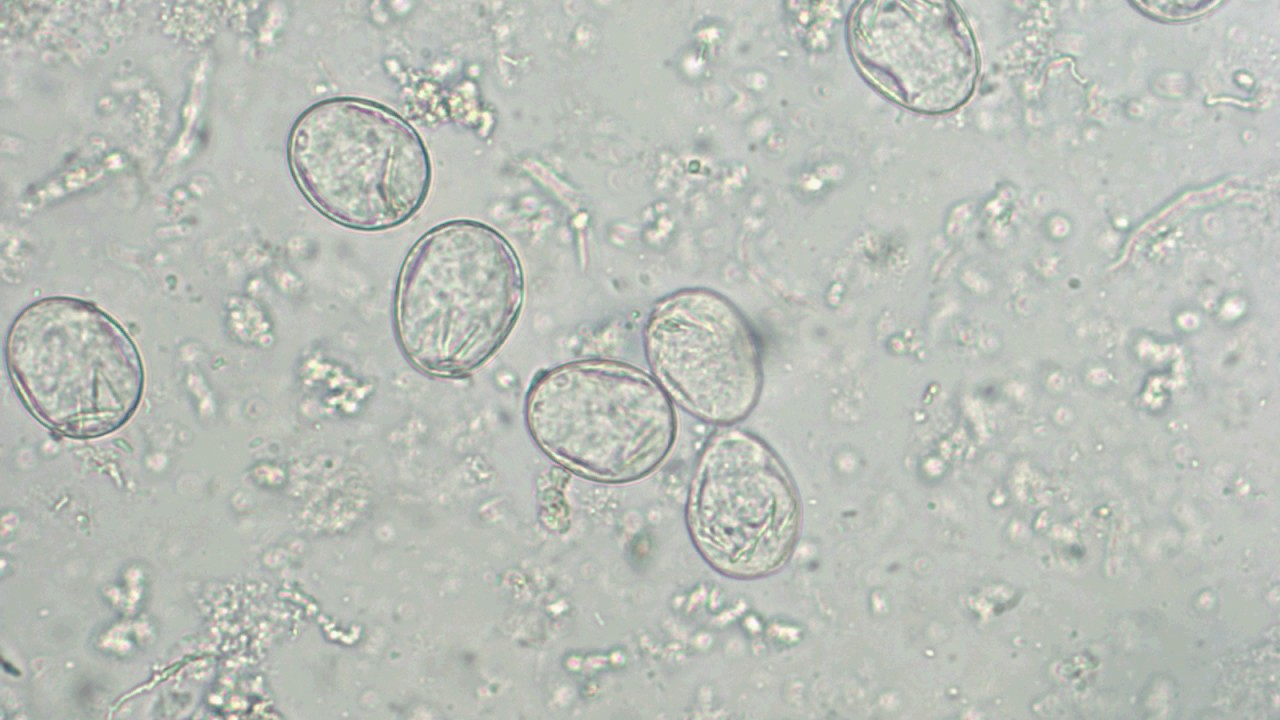 <p>Scientific and Common Name? (Canine, Feline, + other carnivores)</p>