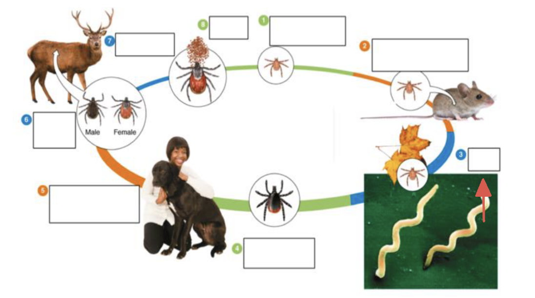 <p>tick vector stage?</p>