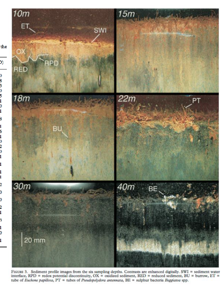 <p><u>Oxygen loss in seafloor</u></p><ul><li><p>oxygen depletes as it goes deeper</p></li></ul><p>(orange → black (microbial mat forms)</p><p>=> recover after the winter of water mixing → succession</p>