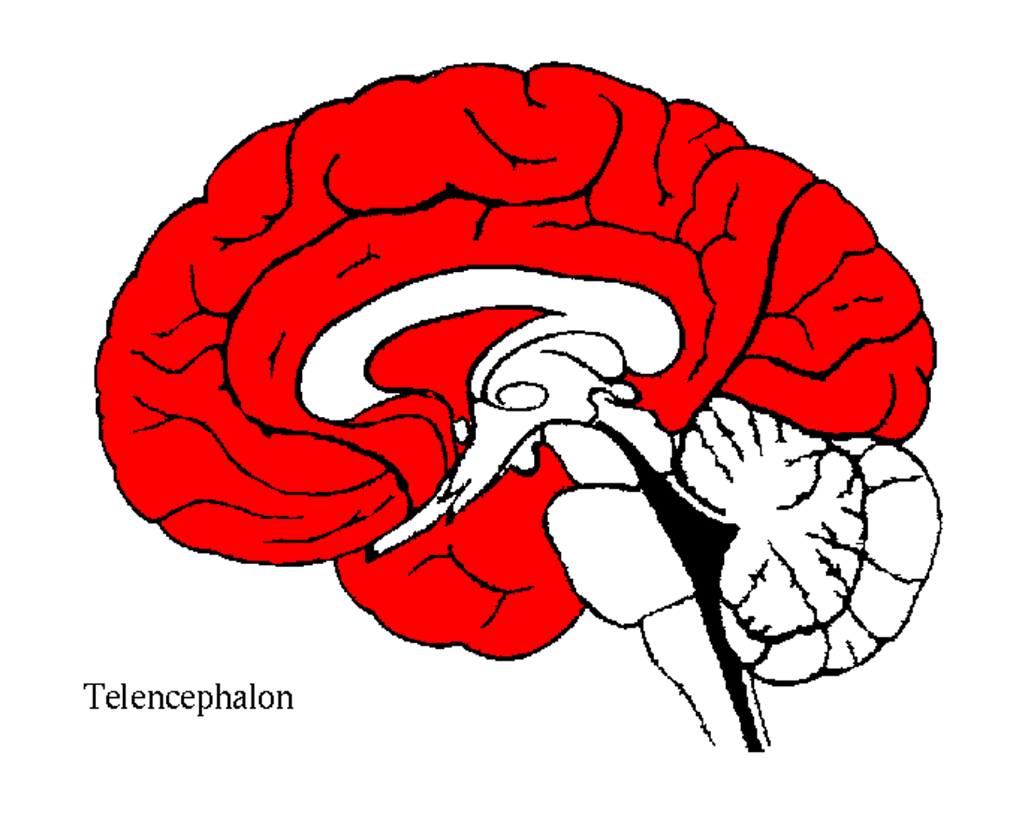<p>Largest division; cerebral cortex, limbic system, basal ganglia.</p>