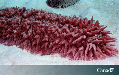 <ul><li><p><strong>Reproduction</strong>: Broods large eggs on its dorsal surface.</p></li></ul><p></p>