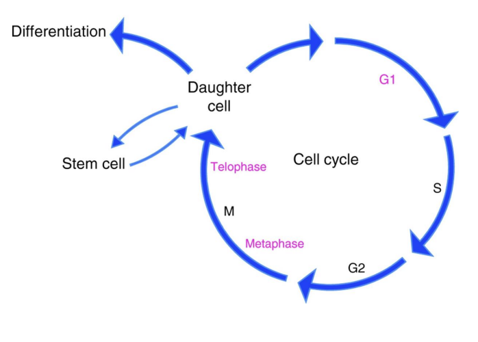 <ul><li><p>in aged mice HSCs have decreased cell cycle activity </p></li><li><p>Old HSCs undergo fewer cell divisions than young ones </p></li><li><p>Increase in factors that inhibit the cell cycle</p></li><li><p>ALSO - excessive proliferation is deleterious. </p></li><li><p>More the cells divide – the faster they age – this leads to premature exhaustion</p></li></ul><p></p>