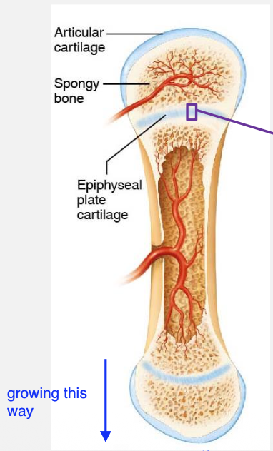 <p>Bone grows outwards from the diaphysis </p>