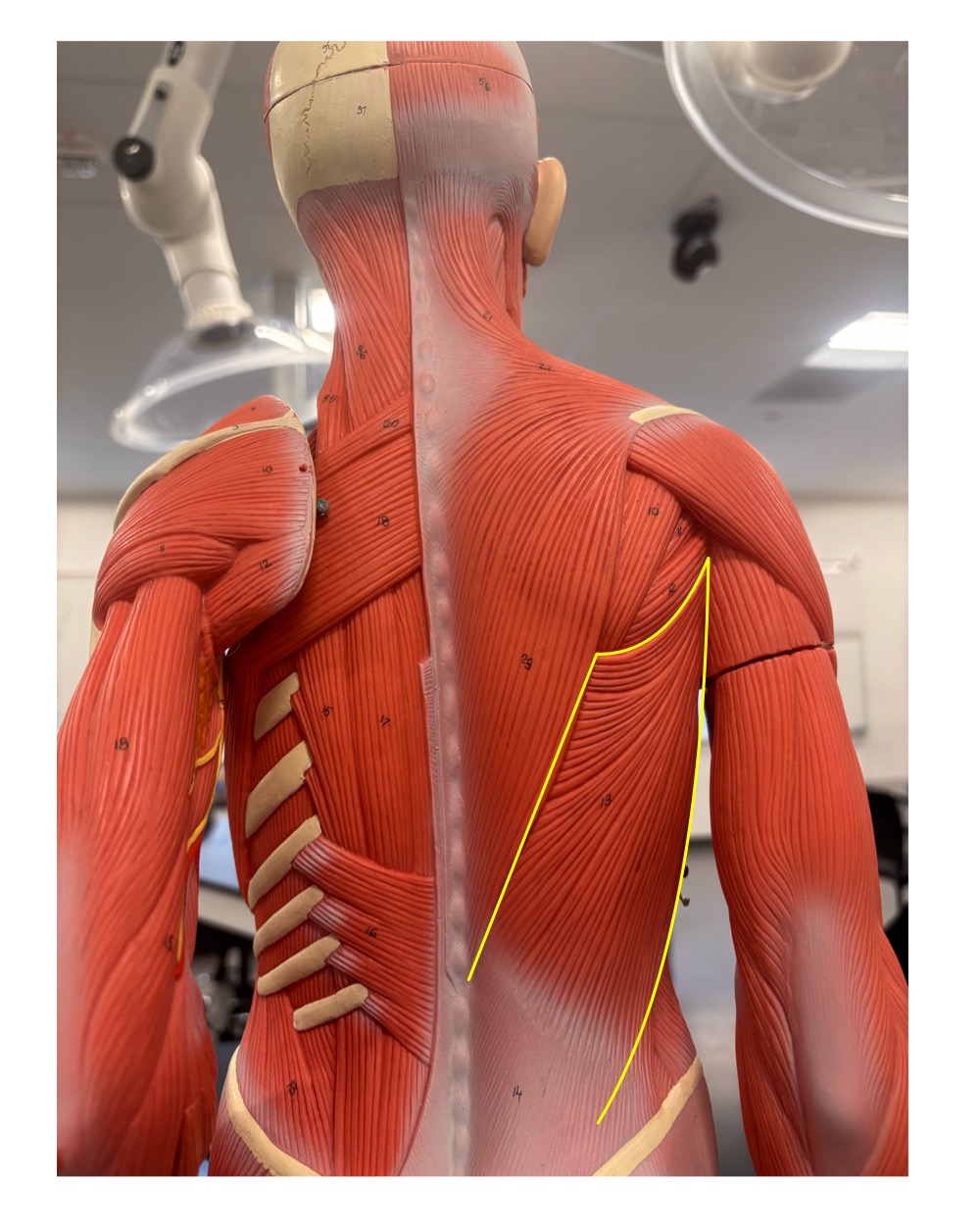 <p>name the muscle and its function</p>
