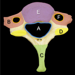 <p>A on the chart, forms the vertebral canal for the spinal chord</p>