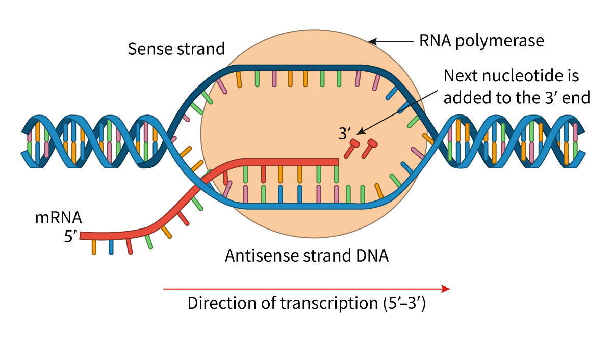 <p>Similar to DNA, it follows initiation, elongation, termination phases</p>