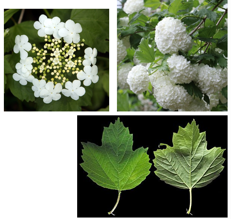 <p>typisch blad</p><p>3 hoofdnerven, net als plataan, maar geen afschilferende stam</p>
