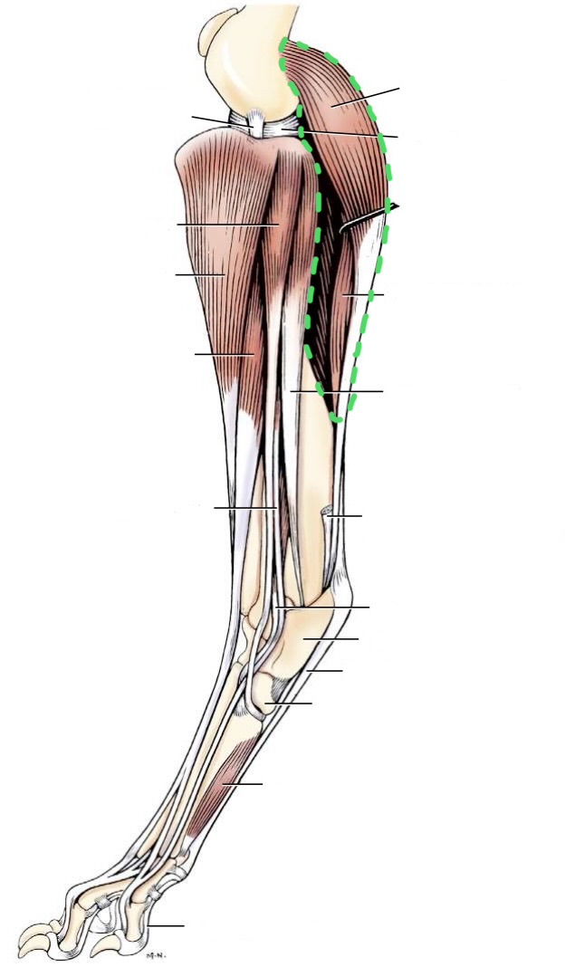 <ul><li><p>gastrocnemius</p></li><li><p>superficial digital flexor</p></li><li><p>deep digital flexor</p></li></ul><p></p>