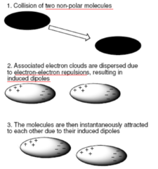 <p>Weak force- Occurs between all non-polar molecules due to their electron density.</p><p>- Collision of 2 non-polar molecules causes their electrostatic regions to shift temporarily (creating induced dipoles) and the molecules are instantaneously attracted</p><p>- Increase with molar mass</p>