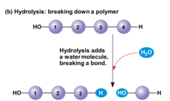 <p>A chemical reaction that breaks apart a larger molecule by adding a molecule of water</p>