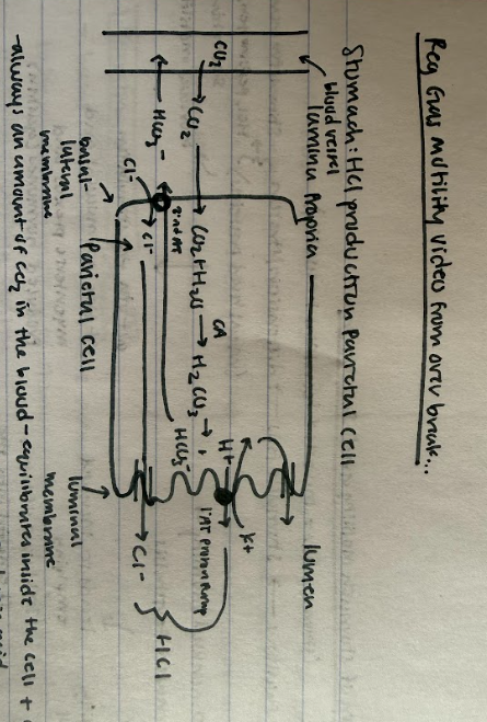 <p>There is always an amount of CO2 in the blood and it can equilibrate inside the cell and can move back and forth across the membranes to combine with H2O to form carbonic acid, catalyzed by the enzyme carbonic anhydrase. The H2CO3 is a weak acid so it dissociates to form H+ and HCO3- (bicarbonate). H+ quickly pumped into the lumen via primary AT (proton pump that requires ATP), of parietal cell. It briefly pumps K+ in from the lumen, then pumps it back out right away. H+ pumped against its concentration gradient into the lumen. 2nd AT of HCO3- out of the cell into the plasma along its gradient in exchange for chloride. Cl- follows movement of H+ into the lumen to produce hydrochloric acid. </p>