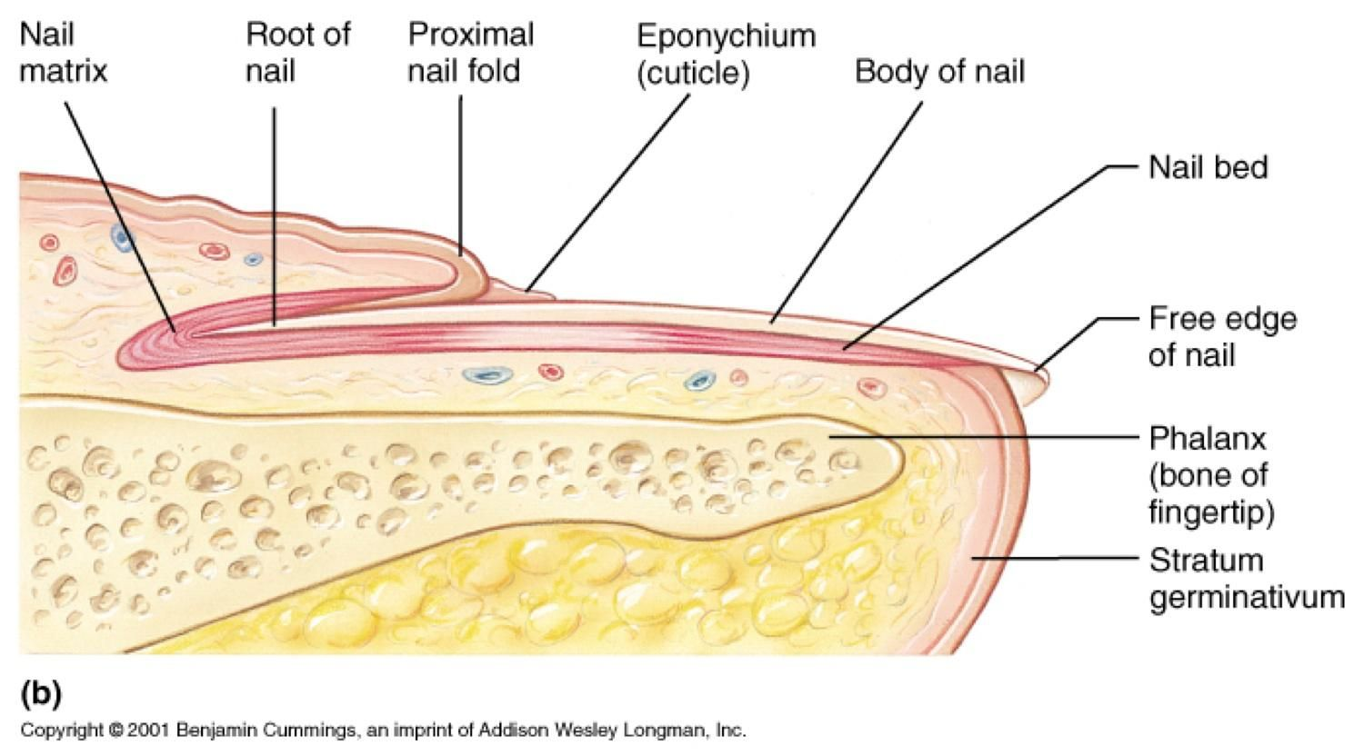 <p>cuticle or eponychium</p>