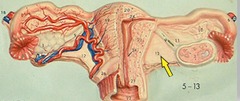 <p>Identify this structure.</p>