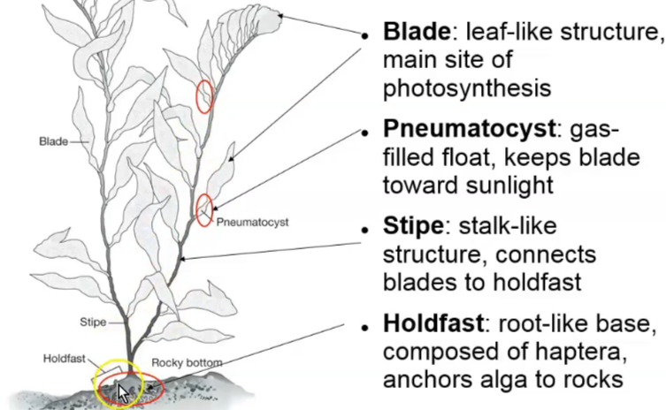 <p>Blade: leaf-like structure, main site of photosynthesis</p><p class="has-focus">Pneumatocyst: gas-filled float, keeps blade towards sunlight</p><p class="has-focus">Stipe: stalk-like structure, connects blades to holdfast</p><p class="has-focus">Holdfast: root-like base, made of haptera, anchors alga to rocks</p><p class="has-focus"></p>