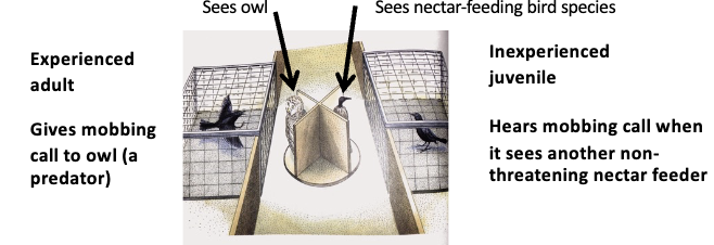 <ul><li><p>This is an innate behavior, but the bird still has to learn which predators to mob</p></li><li><p>Experiments show that you can teach a bird to mob to non predators</p></li></ul><p></p>
