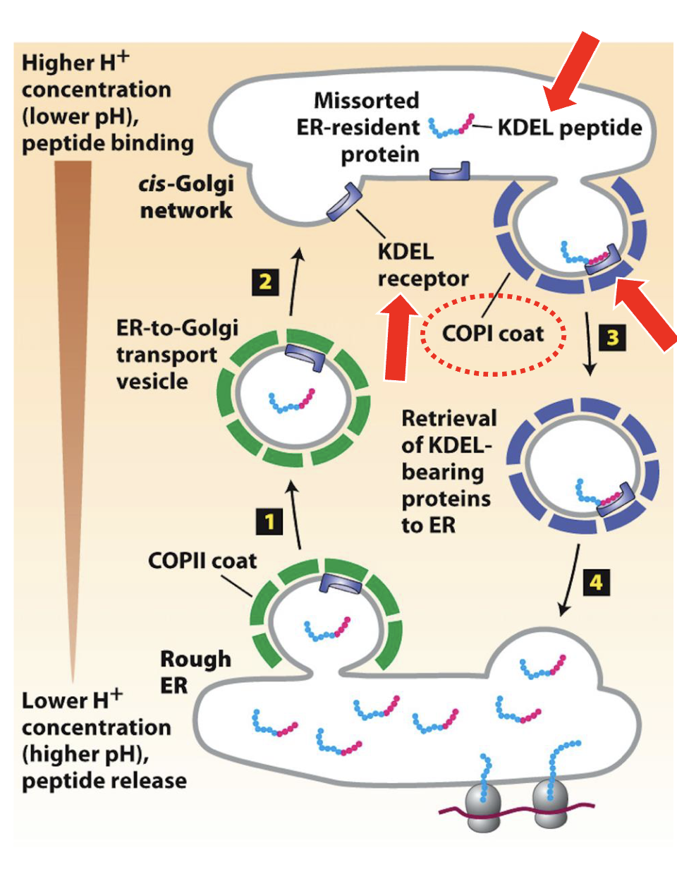 <ol><li><p>escaped soluble ER proteins in the CGN lumen are recognized by the KDEL receptor, an integral transmembrane protein with a lumenal-facing domain that binds to the KDEL sequence of escaped soluble ER proteins in the CGN lumen</p></li><li><p>cytoplasmic-facing domain of the KDEL receptor contains a KKxx sequence and is recognized by COPI coat proteins</p></li><li><p>COPI coat proteins (like COPII at ERES) mediate the formation of transport vesicle at the CGN (and elsewhere in the Golgi complex [see later])</p></li><li><p>after COPI-coat disassembly, vesicles targets, docks, and fuses with the ER</p></li><li><p>soluble ER protein-KDEL receptor complexes traffic back (retrograde transport) to ER</p></li><li><p>KDEL receptor releases the resident soluble ER protein into the ER lumen </p></li><li><p>KDEL receptor binding is sensitive to the higher pH inthe ER lumen compared to the CGN lumen – results in a conformation change and release of the soluble ER protein back into the lumen of the ER</p></li><li><p>Empty KDEL receptor in the ER membrane returns to the CGN via COPII-coated ERES vesicles</p></li></ol><p></p>