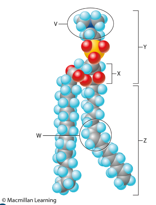<p>Which lettered part of the space-filling molecular model in the figure represents the hydrophobic portion?</p>