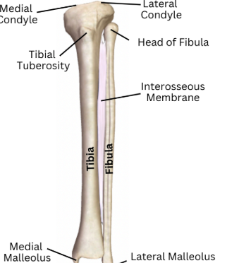 <p>surrounding the talus bone of the ankle to support the talocrural joint </p>