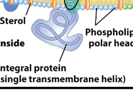 <p>integral protein</p>