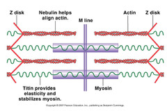 <p>- Important for maintaining sarcomere structure, runs from Z disc → M Line</p><p>- Responsible for passive tension that is measured when a relaxed muscle becomes stretched</p><p>Elastic String of Muscle</p>