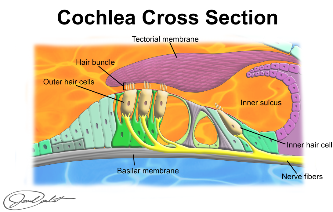 <p>what is tectorial membrane</p>