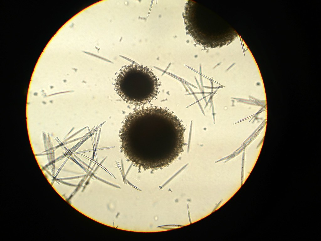 <p>Class: Demospongiae - spongin protein </p>