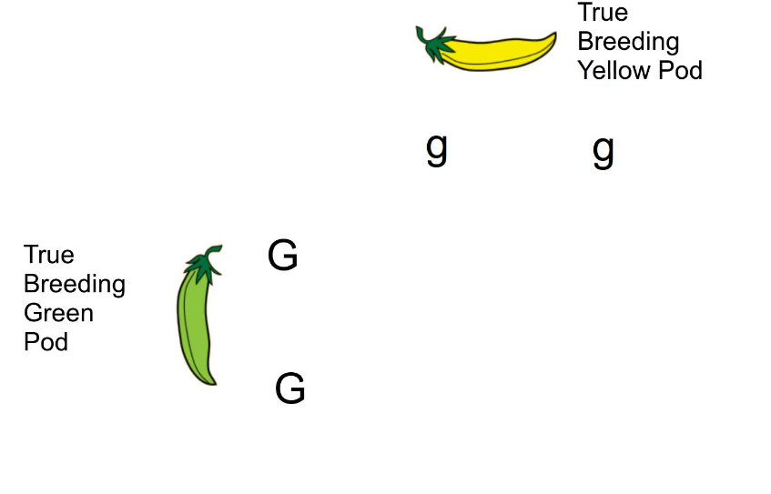 <p>Draw the one-trait cross and phenotype</p>