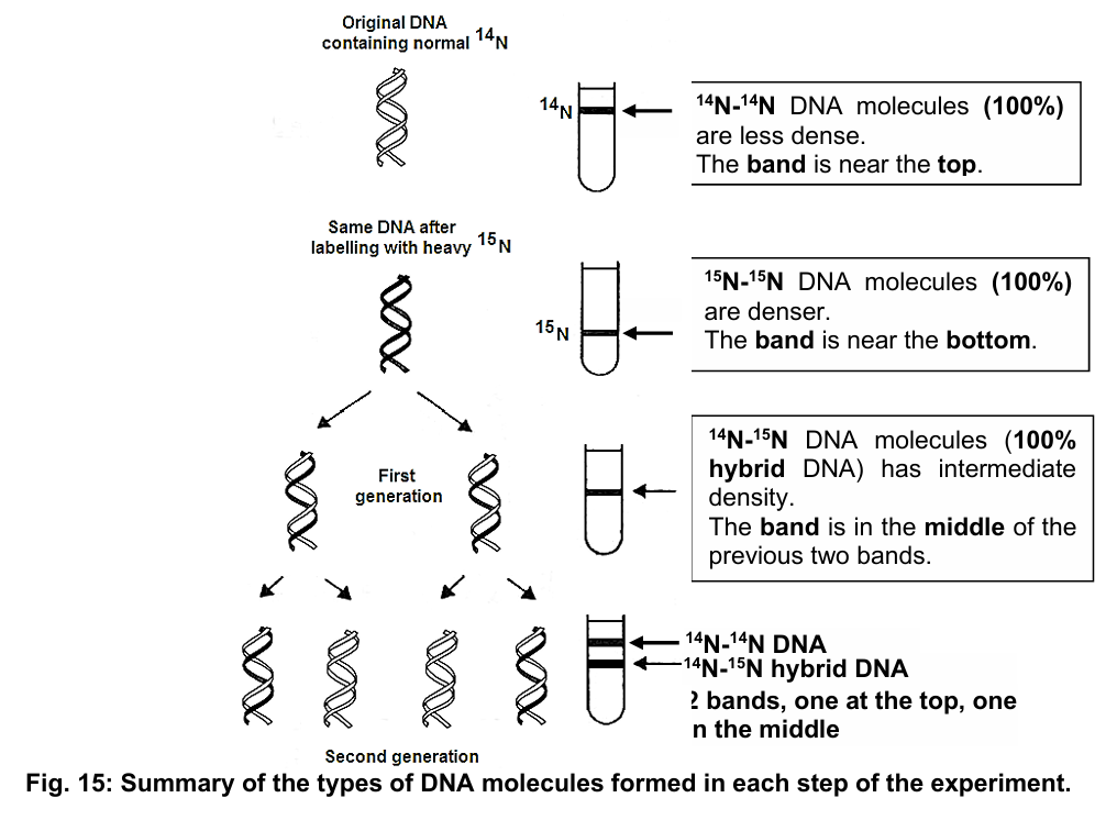 <ol><li><p>generation zero cells:</p><ul><li><p>100% 15N-15N DNA</p></li></ul></li><li><p>first generation cells:</p><ul><li><p>DNA from first generation cells (grown in 14N medium) forms one band between pure 15N-15N<br>DNA and pure 14N-14N DNA (14N-14N) in caesium chloride</p></li><li><p>it supported semi-conservative replication → all DNA (100%) of the “first generation cells” was hybrid ⇒ one 14N strand and one 15N strand</p></li></ul></li><li><p>second generation cells:</p><ul><li><p>half (50%) was hybrid 14N-15N DNA, half (50%) was pure 14N-14N DNA</p></li><li><p>results confirmed semi-conservative model</p></li></ul></li></ol><ul><li><p>as bacteria continue to grow in the 14N-containing medium, DNA band with 14N-14N DNA molecules will be thicker, because the percentage of 14N-14N DNA molecules keep increasing in<br>subsequent generations</p></li><li><p>percentage of 14N-15N DNA molecules decreases in subsequent generations, this hybrid DNA molecules will always be present due to semi-conservative replication hypothesis</p></li></ul><p></p>