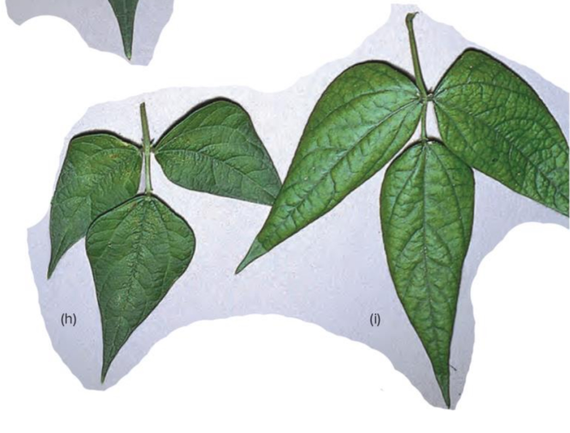 <p>What are the symptoms of Iron deficiency in plants?</p>