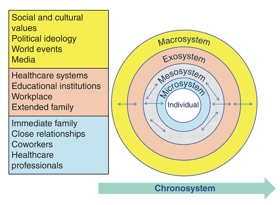 <p>identifies multiple levels of the environment as they affect the individual’s development (bronfenbrenner’s Model of Development)</p><ul><li><p>Mircrosystem = a person’s immediate environment, which includes the people they interact with on a daily basis</p></li><li><p>Mesosystem = made up of interactions that take place among the microsystems (ex. someone seeking divorce marital conflict many carry stress into interactions with co workers </p></li><li><p>Macrosystem = includes larger social institutions ranging from a country’s economy to its laws and social norms </p></li></ul><p></p>