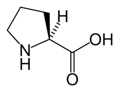 <p>(Pro, P) Neutral-nonpolar, hydrophobic. Imino Acid: Rigid and found between different regions of secondary structure within a protein chain.</p>