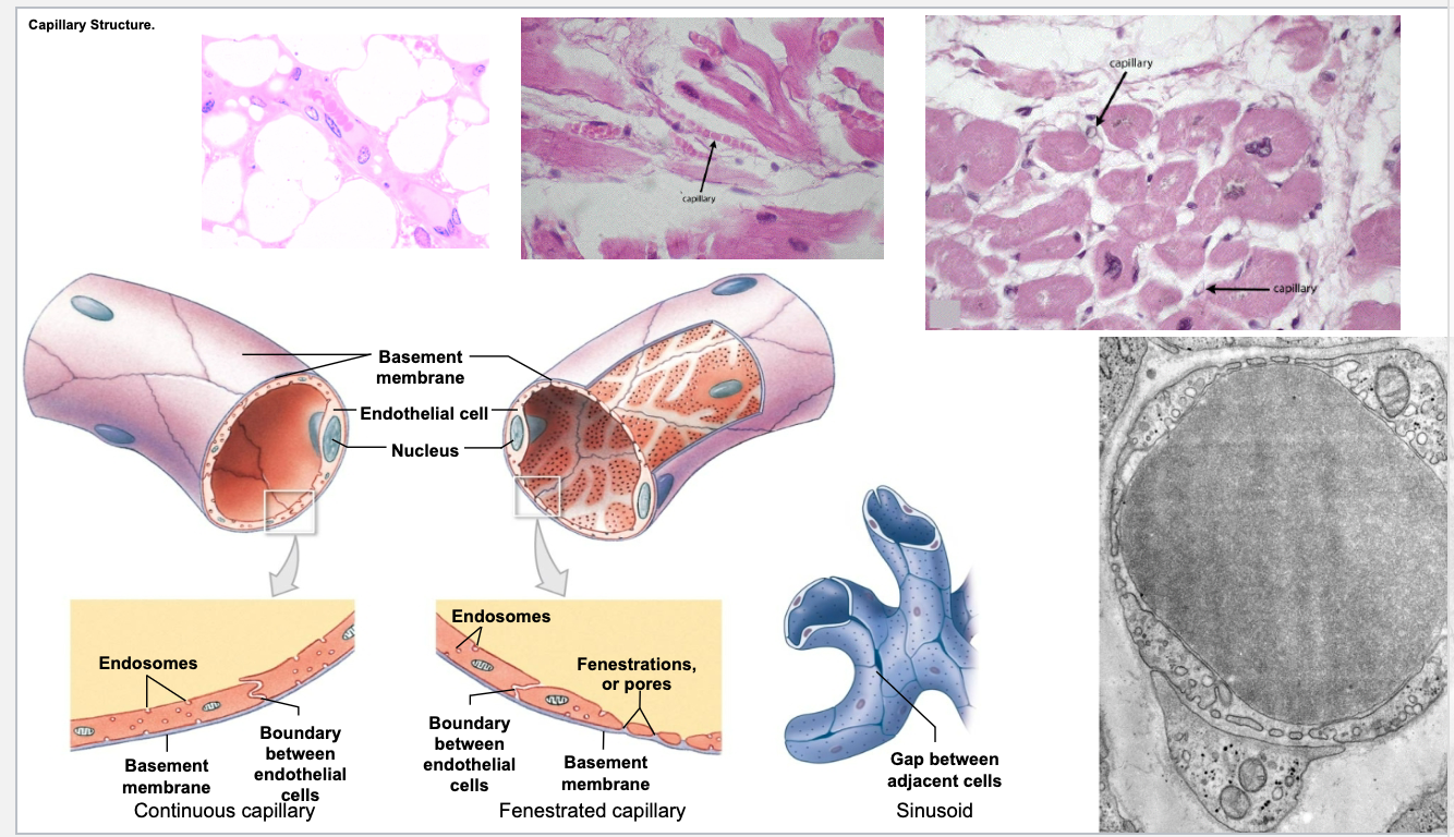 <p>Capillaries are of three types:</p><ul><li><p>continuous: muscle, nervous, connective tissues</p><ul><li><p>modified continuous: brain tissue</p></li></ul></li><li><p>fenestrated</p></li><li><p>sinusoidal</p></li></ul><p>Continuous capillaries</p><ul><li><p>The intercellular junctions between their endothelial cells are a type of fasciae occludentes, which prevent passage of many molecules. Substances such as amino acids, glucose, nucleosides, and purines move across the capillary wall via carrier-mediated transport. There is evidence that barrier regulation resides within the endothelial cells but is influenced by products formed by the astrocytes associated with the capillaries.</p></li></ul><p>Fenestrated capillaries have pores (fenestrae) in their walls that are 60 to 80 nm in diameter and covered by a pore diaphragm. These capillaries are found in the pancreas, intestines, and endocrine glands.</p><p>The pores in fenestrated capillaries are bridged by a diaphragm. Anexception is the renal glomerulus, composed of fenestrated capillariesthat lack diaphragms.</p><p>Because of their location, sinusoidal capillaries have an enlarged diameter. They also contain many large fenestrae that lack diaphragms; the endothelial wall may be discontinuous, as is the basal lamina, permitting enhanced exchange between the blood and the tissues.</p><p>Sinusoids are lined by endothelium. Although the endothelial cells lack pinocytotic vesicles, macrophages may be located either in or along the outside of the endothelial wall.</p>