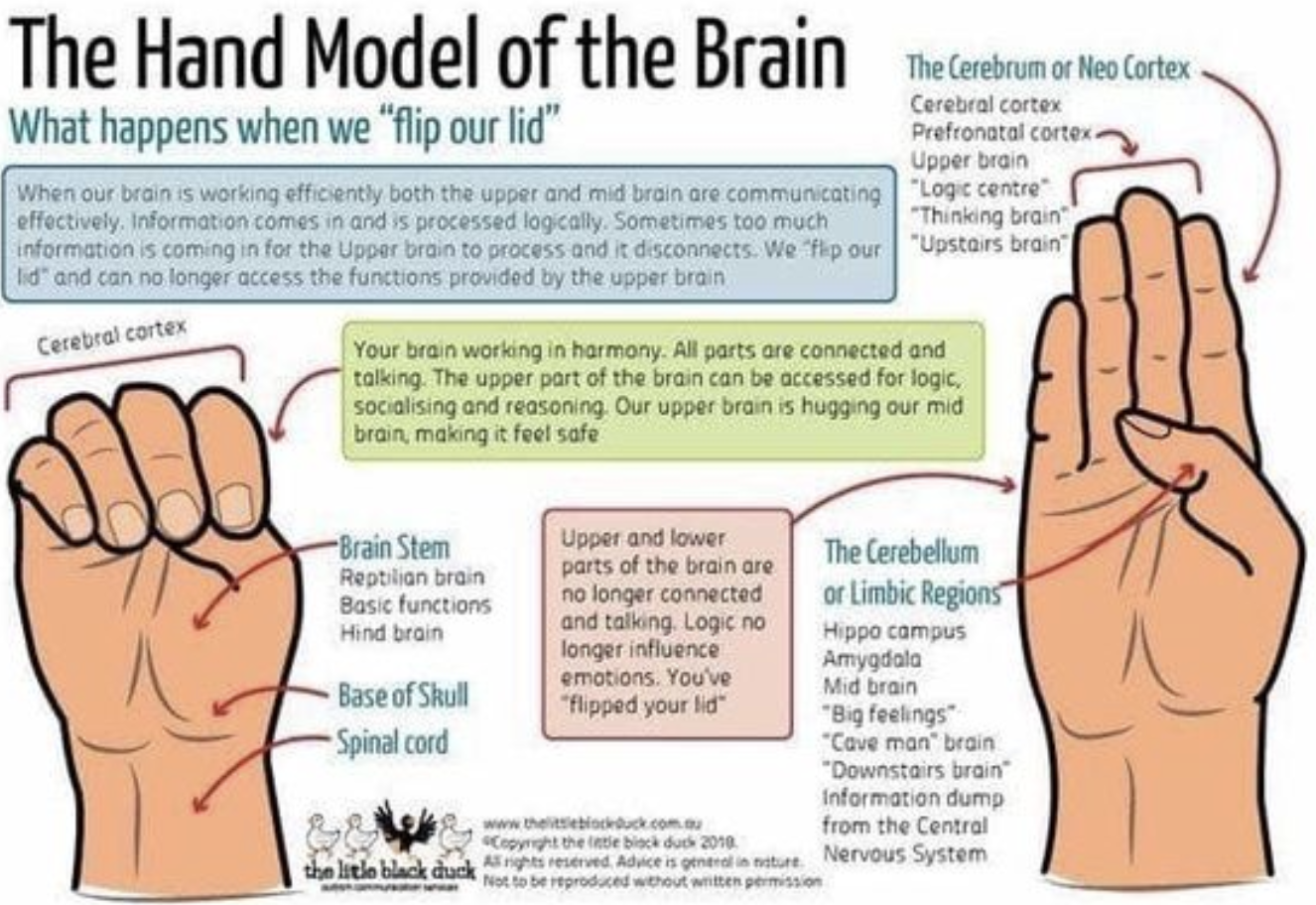 <p> involved in emotion regulation, memory processing, and threat detection </p><p>Amygdala: fight or flight </p><p>Hippocampus: memory formation </p><p>Prefrontal Cortex: executive functioning </p><p>When the system is under stress or dysregulation, the amygdala often becomes hyperactive, leading to heightened fear responses, while the prefrontal cortex may be underactive, making it harder to regulate emotions or behavior </p>
