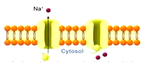 <p>activated by changes in the electrical membrane potential near the channel (i.e action potential)</p><p>located at axon and synapse</p><p>directionally propagate electical signals</p><p>iron-specific (only allow one type of ion to pass through)</p><ul><li><p>activation gate</p></li><li><p>inactivation gate</p></li></ul><p></p>
