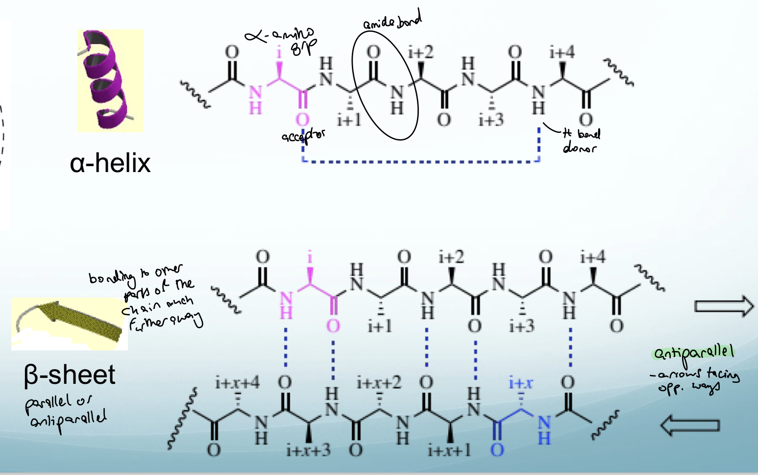 <p>1º structure: AA sequence - AAs connected by amide bonds (HN-C=O). C=O can form hydrogen bonds with NH on a different part of a chain. If the different parts of the same chain are close together then a condensed helix occurs (<strong>alpha helix</strong>). If the different parts of the same chain forming H bonds are far apart then an antiparallel structure forms (<strong>beta sheet</strong>)</p><p>2º structure: alpha helix or beta-sheet</p><p>3º structure: secondary structure undergoes quick folding to form the tertiary structure. This folding is important for the protein's function</p><p>4º structure: multiple tertiary structures fits together</p>