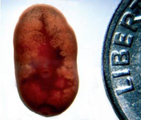 <p>Name this trematode: Definitive Host?</p>