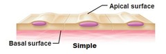 <p>Areas between two adjacent cells or a cell and the basement membrane</p>