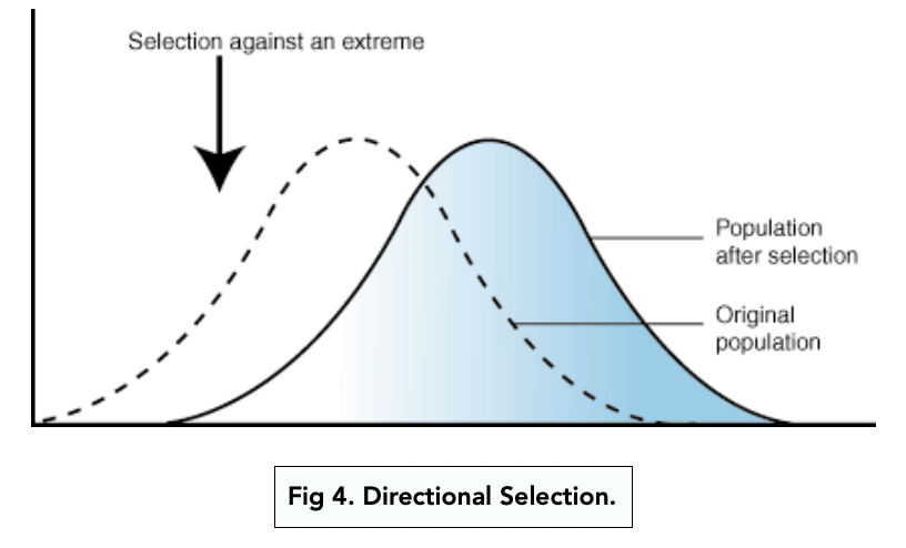 <p><span>Directional selection</span></p>