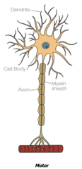 <p>Short dendrites and long axons </p>