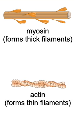 <p>contains protein filaments:</p><p><strong>myosin</strong></p><p>→thick myofilament [tip: has more letters= thick]</p><p>→rod shaped with bulbous heads</p><p><strong>actin</strong></p><p>→thin myofilament</p><p>→<span>two strands twisted around each other</span></p>