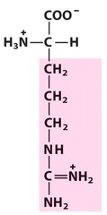 <p>Arginine polarity</p>