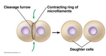 <p>actin interacts with myosin for the ring to contract … furrow deepens and eventually pinches the parent cell in two</p>