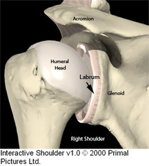 <p>ball and socket joint</p>