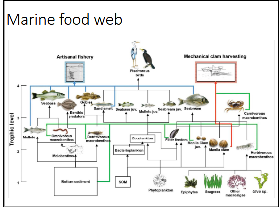 <p>primary producers → primary consumers → secondary consumers → tertiary consumers (apex predators) </p>