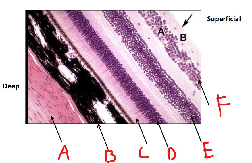 <p>Label D</p>