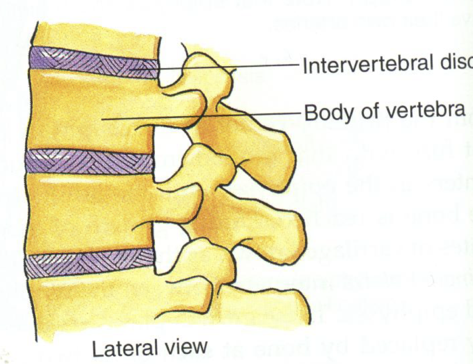 <ul><li><p>Slightly moveable</p></li><li><p>Bones separated by fibrocartilaginous disk</p></li><li><p>Joints reinforced by ligaments</p></li><li><p>Intervertebral discs</p></li><li><p>Pubic symphysis</p></li></ul><p></p>