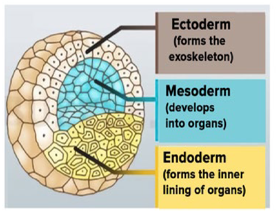 <p>1) Ectoderm</p><p>2) Mesoderm</p><p>3) Endoderm</p>