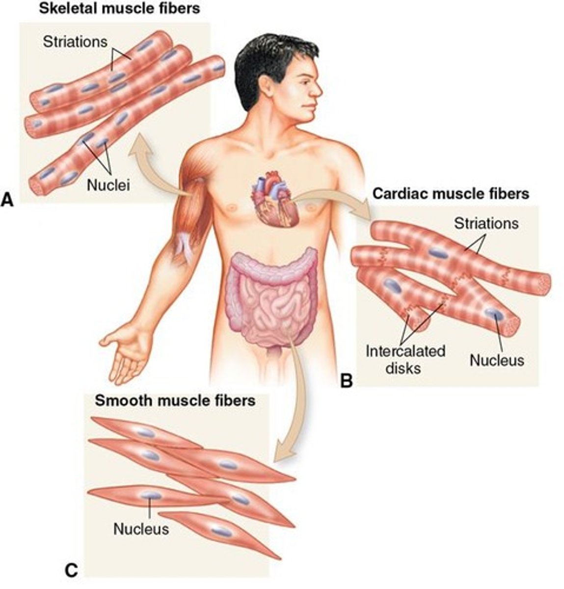 <p>Walls of hollow organs (stomach, intestines, bladder, uterus), walls of blood vessels, respiratory airways, and iris of the eye</p>